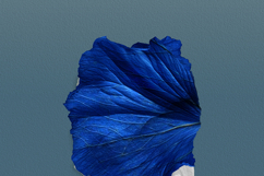 Surreal Floral Collage Art Photo Effect Product Image 6