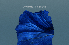 Surreal Floral Collage Art Photo Effect Product Image 3