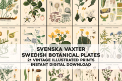 21 Old Swedish Botanical Stained Images Product Image 1