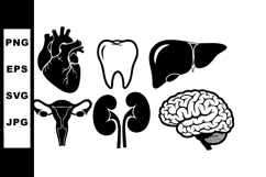 Human internal organs vector set showing heart tooth liver Product Image 1