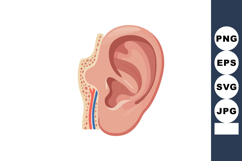 Human ear anatomy vector illustration with inner structures Product Image 1