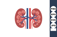 Human kidneys anatomy illustration showing renal arteries an Product Image 1