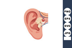 Human ear anatomy vector showing outer middle and inner ear Product Image 1