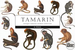 Tamarin Vintage Animal illustration Clip Art, Clipart Product Image 1
