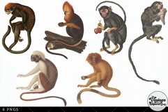 Tamarin Vintage Animal illustration Clip Art, Clipart Product Image 3