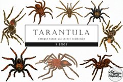 Tarantula Vintage Animal illustration Clip Art, Clipart Product Image 1