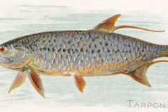 American Fish Vintage Artwork Fishing Illustrations Bundle Product Image 3