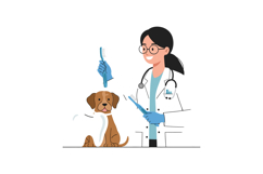 Veterinarian grooming a dog with a comb and smiling gently Product Image 1