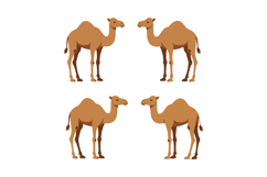 Camel vector illustration set for tshirt prints and proj Product Image 1