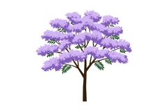 Jacaranda tree with purple flowers and green leaves vector i Product Image 1