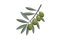 Olive branch with green olives and gray leaves vector illust Product Image 1