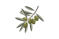 Olive branch with green olives and muted leaves vector illus Product Image 1