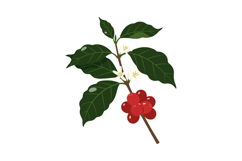 Coffee Plant Branch with Red Coffee Cherries and Green Leave Product Image 1
