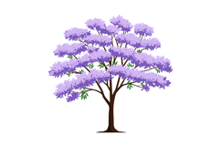 Jacaranda tree with purple flowers and green leaves isolated Product Image 1