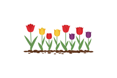Tulip flowers in red yellow and purple colors growing from s Product Image 1