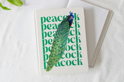 The Bencoy - Modern Serif Font Product Image 2