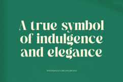 The Bencoy - Modern Serif Font Product Image 5