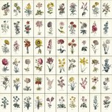 Vintage Stained Botanical Paper Flower Illustrations Bundle Product Image 2
