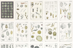 20 Vintage Scientfic Plates from an Old Book about Water Product Image 2