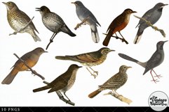 Thrush Vintage Animal illustration Clip Art, Clipart Product Image 3