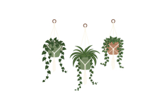 Three hanging indoor green plants with trailing vines in min Product Image 1