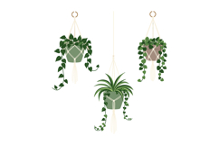 Hanging green houseplants in macrame holders with trailing l Product Image 1