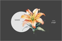 Tiger Lily flower PNG clipart|Watercolor lillie| floral png Product Image 2