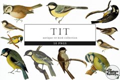 Tit Vintage Animal illustration Clip Art, Clipart Product Image 1