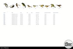 Tit Vintage Animal illustration Clip Art, Clipart Product Image 2