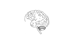 Detailed illustration of a human brain in a minimalistic sty Product Image 1