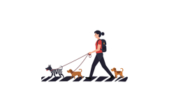 Woman walking three dogs on crosswalk vector illustration wi Product Image 1