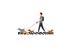 Person Walking Three Dogs and One Small Zebra on Leashes Acr Product Image 1