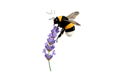 Bumblebee Collecting Nectar on Lavender Flower Vector Illust Product Image 1