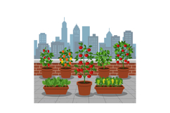Urban rooftop garden with tomato and pepper plants in pots a Product Image 1