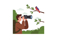 Birdwatcher observing red cardinal bird on branch in nature Product Image 1