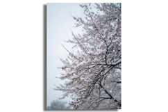 Rare Snow-Covered Cherry Blossoms Product Image 1