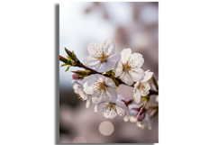 Ultra-Realistic Cherry Blossom Macro with Water Droplets Product Image 1