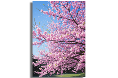 Vibrant Cherry Blossom Tree in Full Bloom Product Image 1