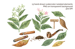 Tobacco Watercolor Hand-Painted Clipart and Pattern Product Image 4
