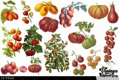 Tomato Vintage Vegetable Botanical Clip Art Product Image 2