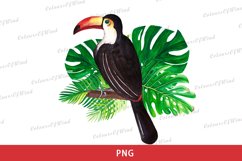 Watercolor Toucan Bird Sublimation | Tropical Clipart PNG Product Image 1