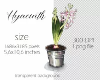 Spring flowers clipart. Hyacinth PNG Product Image 3