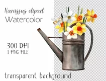 Watercolor narcissus clipart in watering can. Spring flowers Product Image 3