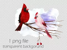 Watercolor Christmas clipart with cardinal birds Product Image 4