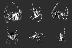 18 Transparent Spider Arachnid Overlay Horror Halloween PNG Product Image 2