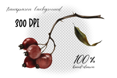 Hand Painted Rosehip Watercolor PNG Clipart Set Product Image 3