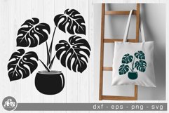Tropical Potted Plant Monstera Deliciosa Svg Design Product Image 2