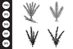 Rosemary SVG, Rosemary Clipart Product Image 1