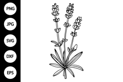Outline Lavender SVG, Coloring Page Product Image 1
