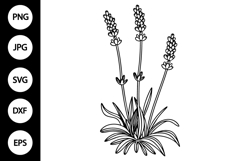 Outline Lavender SVG, Coloring Page Product Image 1